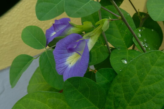 Two blue Shankapushpi flowers in the creeper.