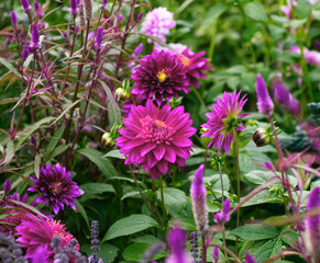 Fototapeta premium Dahlia flowers. Beautiful pink flowers in full bloom on green leaves background. Autumn chrysanthemum. Blooming flowers meadow. Autumn colorful landscape. Pink dahlias. Pink aesthetic. Fall bloom.