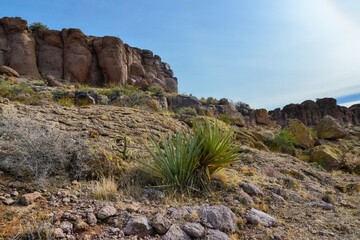 Yucca and Cacti in a mountain valley, Teddy bear cholla (Cylindropuntia bigelovii), Arizona