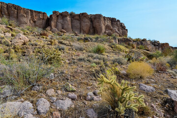 Cacti in a mountain valley, Teddy bear cholla (Cylindropuntia bigelovii), Arizona