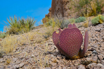 Golden prickly pear (Opuntia aurea, opuntia basilaris var. aurea). Arizona cacti