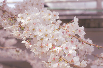 cherry blossoms in full bloom