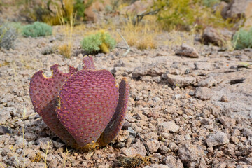 Golden prickly pear (Opuntia aurea, opuntia basilaris var. aurea). Arizona cacti