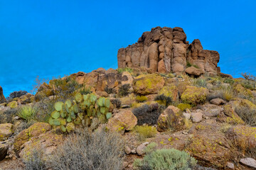 Pancake prickly pear, dollarjoint prickly pear (Opuntia chlorotica), cacti in the winter in the mountains. Arizona cacti