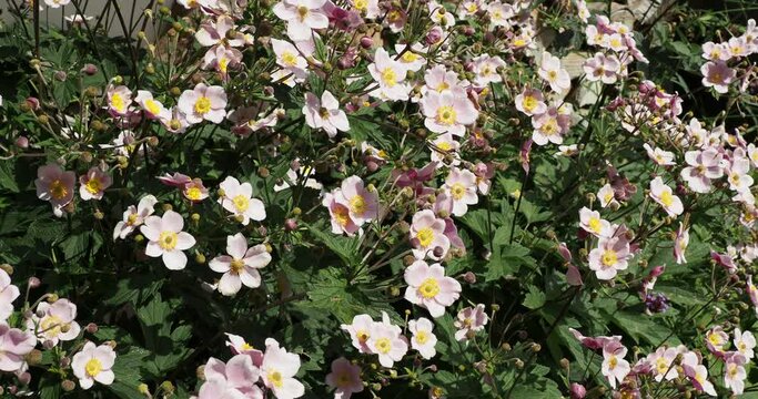 (Eriocapitella japonica) Stunning clusters of yellow-eyed, pale pink flowers of  japanese anemones and round seedheads floating on flexible stems with ternate, lobed green foliage