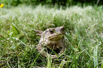 frog in the grass in garden