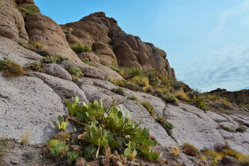Arizona Cacti, Engelmann prickly pear, cactus apple (Opuntia engelmannii), cacti in the winter in...