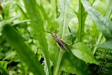 Grasshopper on grass in garden