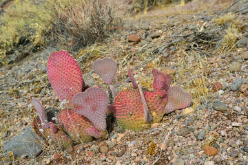 Golden prickly pear (Opuntia aurea, opuntia basilaris var. aurea). Arizona cacti