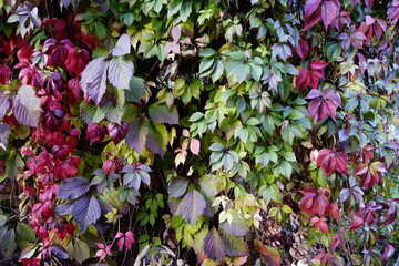 vine in autumn with fall colors