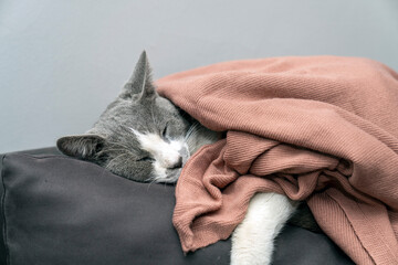 Cute gray white cat under soft color plaid. Pet warms under a blanket in cold winter weather. a...