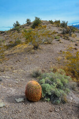 Pancake prickly pear, dollarjoint prickly pear (Opuntia chlorotica) and Ferocacrus, cacti in the...