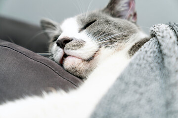 Cute gray white cat under gray plaid. Pet warms under a blanket in cold winter weather. a gray and...