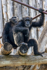 Coppia di scimpanzè
