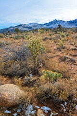 Cacti in a mountain valley, Teddy bear cholla (Cylindropuntia sp.) and other cold-resistant plants and cacti, Arizona