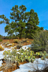 Cacti Opuntia sp. in the snow, cold winter in nature, desert plants survive frost in the snow