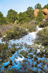 Cacti Opuntia sp. in the snow, cold winter in nature, desert plants survive frost in the snow