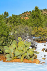Cacti Opuntia sp. in the snow, cold winter in nature, desert plants survive frost in the snow