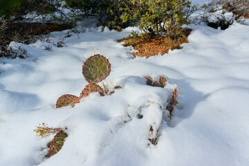 Cacti Opuntia sp. in the snow, cold winter in nature, desert plants survive frost in the snow