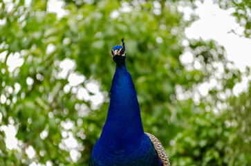 Obraz premium Pavo real viendo el horizonte