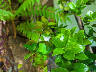 a close up of small green leaves