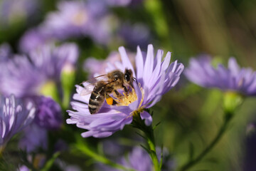 Nature photo of a bee on a pale purple flower and blurred background - Stockphoto	