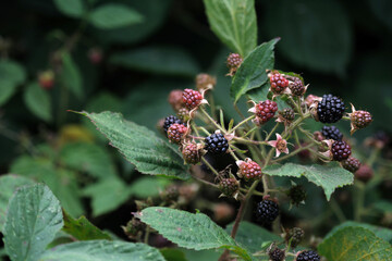 Blackberry bush - Stockphoto