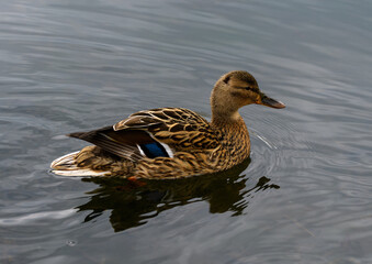 A portait of a female Mallard duck swimming in a lake