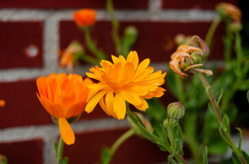 Flor naranja silvestre calendula mediterranea