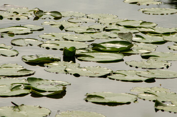 Nenufares en un estanque