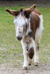 A portrait of a a Shetland Pony