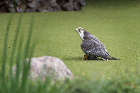 The lanner falcon, a medium-sized bird of prey in the bird show