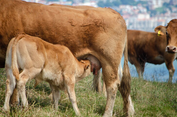 Ternero siendo amamantado