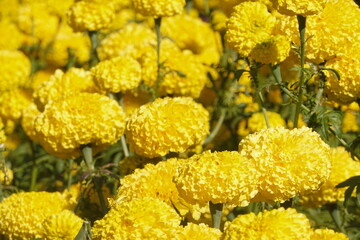 Marigold flowers in the garden. Marigold is a genus of flowering plants 