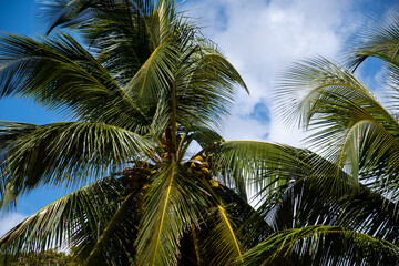 A coconut tree against the blue skies of Barbados