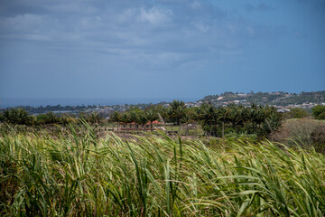 A view across the fields of Barbados