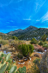 Fototapeta premium Coniferous forest and snow-capped mountains against a blue sky, frost-resistant cacti