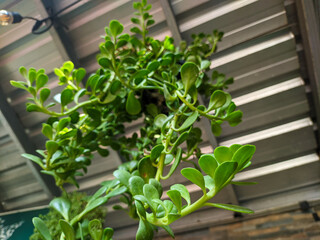 a hanging kleinia petraea plant