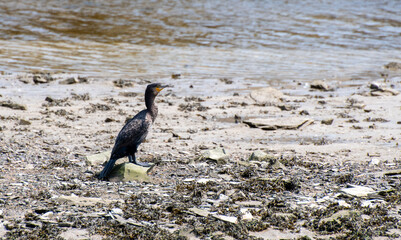 A Cormorant perching on a brick on the bank of the River Camel