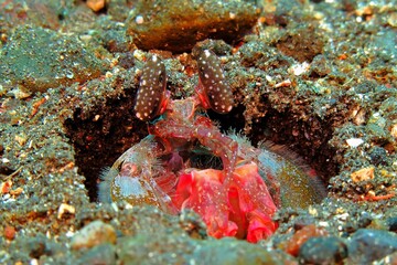 Marine life in the tropical ocean. Red mantis shrimp on the sandy seabed. Shrimp in the hole. Underwater macro photography, wildlife in the sand. Scuba diving with marine animal. Lobster portrait.