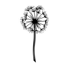 Dandelion Vector illustration, black and white