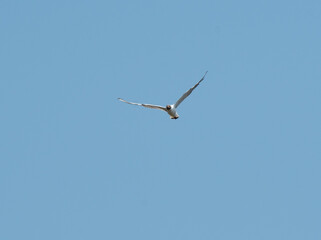 A black headed gull soars through a clear sky - 701417695