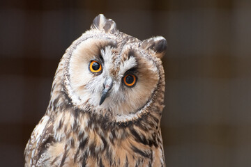 A portrait of a along eared owl