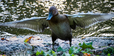 A female mallard shaking it's wings dry on the edge of a lake