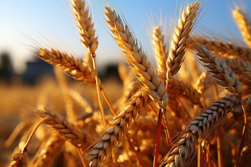 Fields in Full Bloom Closeup of Ripe Wheat Spikes Celebrating Harvest Generative AI