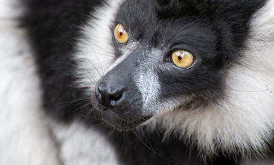 A close up portrait of a Black and White Ruffed Lemur