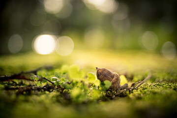 close-up of a fallen oak acorn in a blurred green environment. acorns on green moss in forest, space for text. concept of nature . portrait format