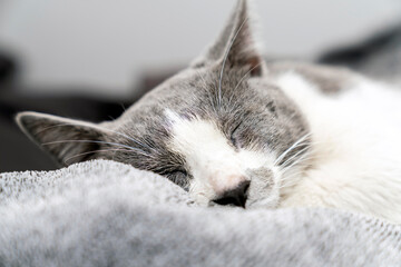 Cute gray white cat under gray plaid. Pet warms under a blanket in cold winter weather. a gray and white cat sleeping under a blanket. Pets friendly and care concept. domestic cat on sofa