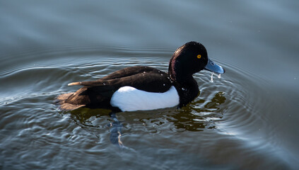 A portrait of a tufted duck swimming in a lake - obrazy, fototapety, plakaty