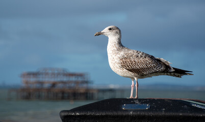 A juvenille Hering gull perched in front of Brighton's West pier